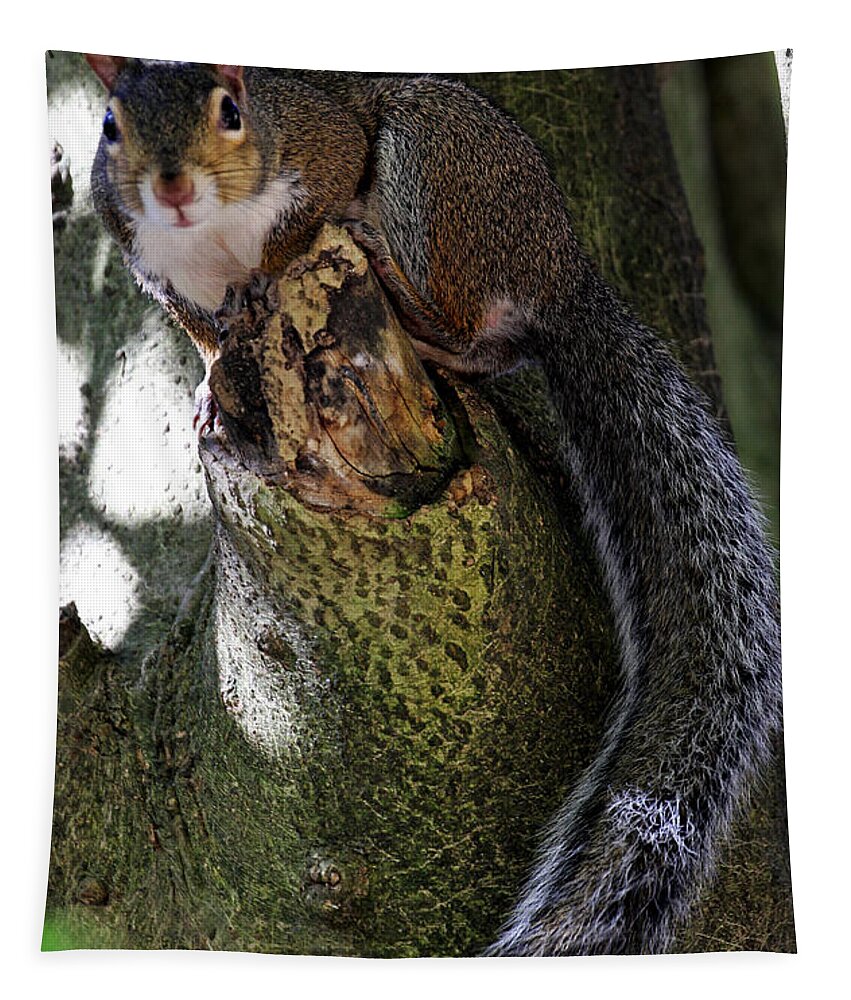 Grey Squirrel Tapestry featuring the photograph I'm Invisible by Jennifer Robin