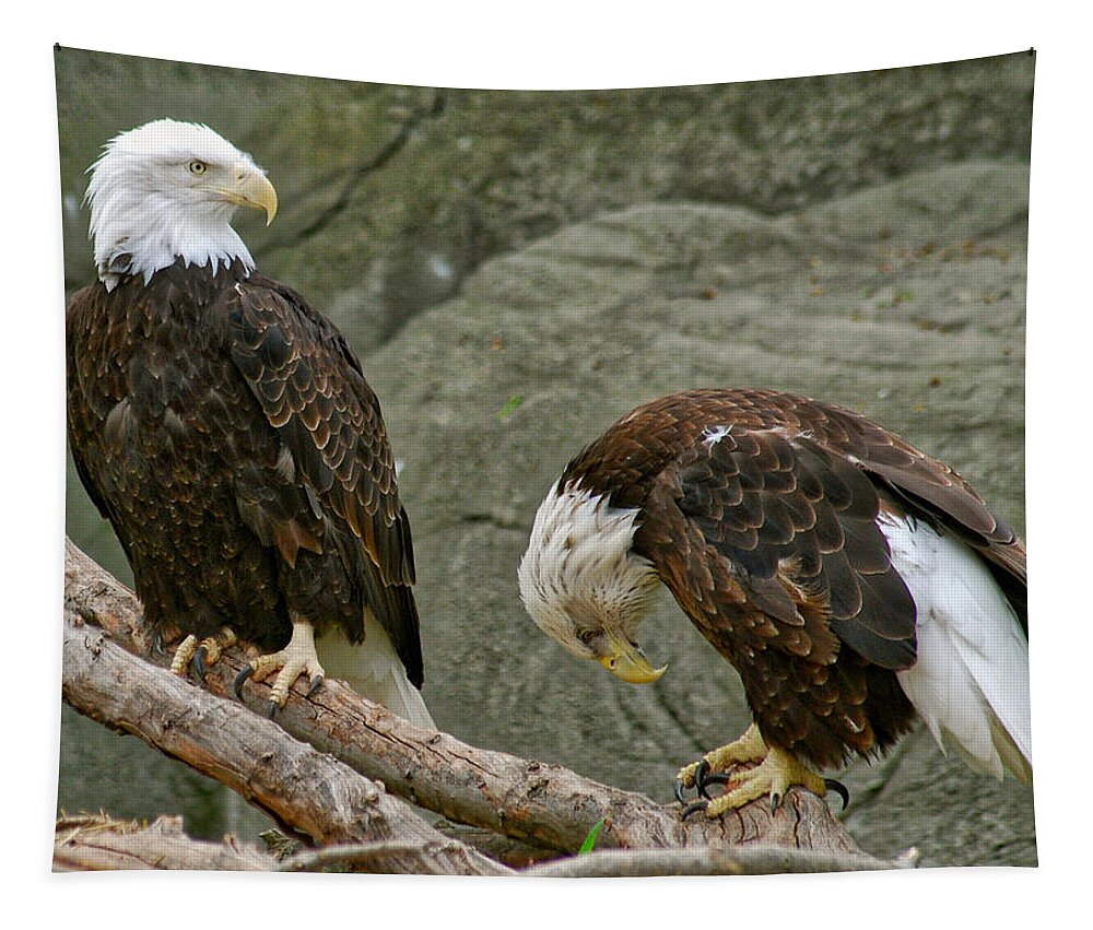 Eagle Tapestry featuring the photograph I'm Sorry by Michael Peychich