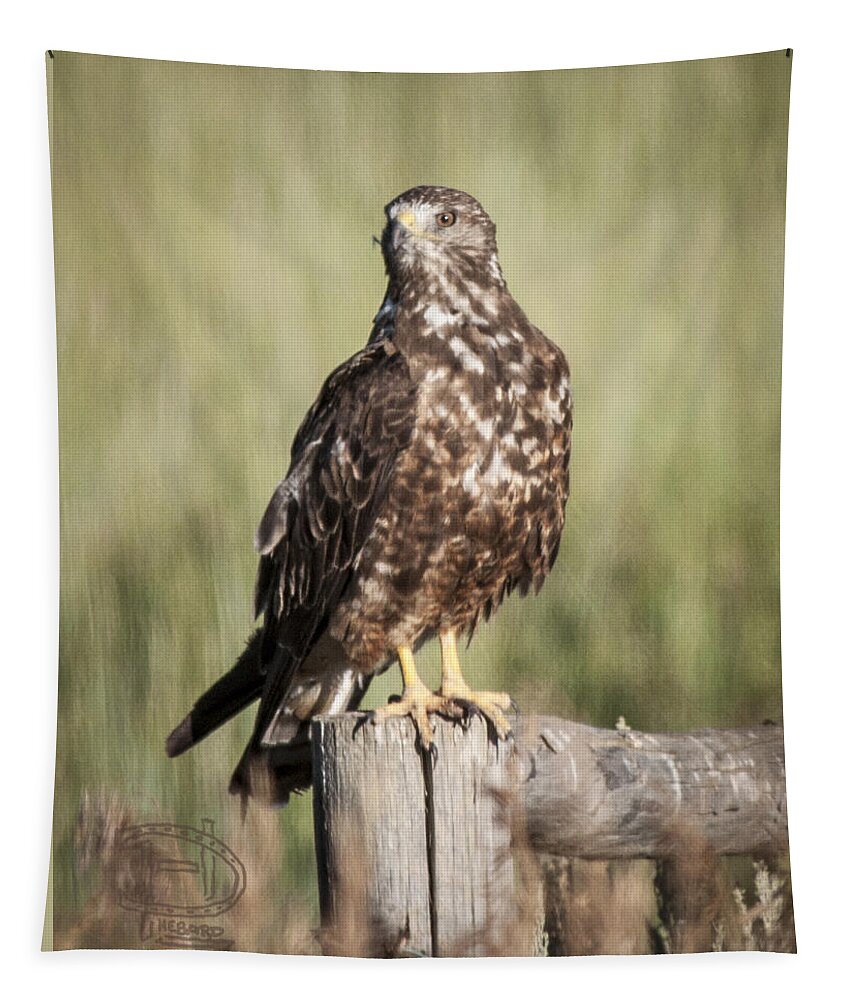  Immature Northern Harrier Tapestry featuring the photograph Immature Northern Harrier by Daniel Hebard