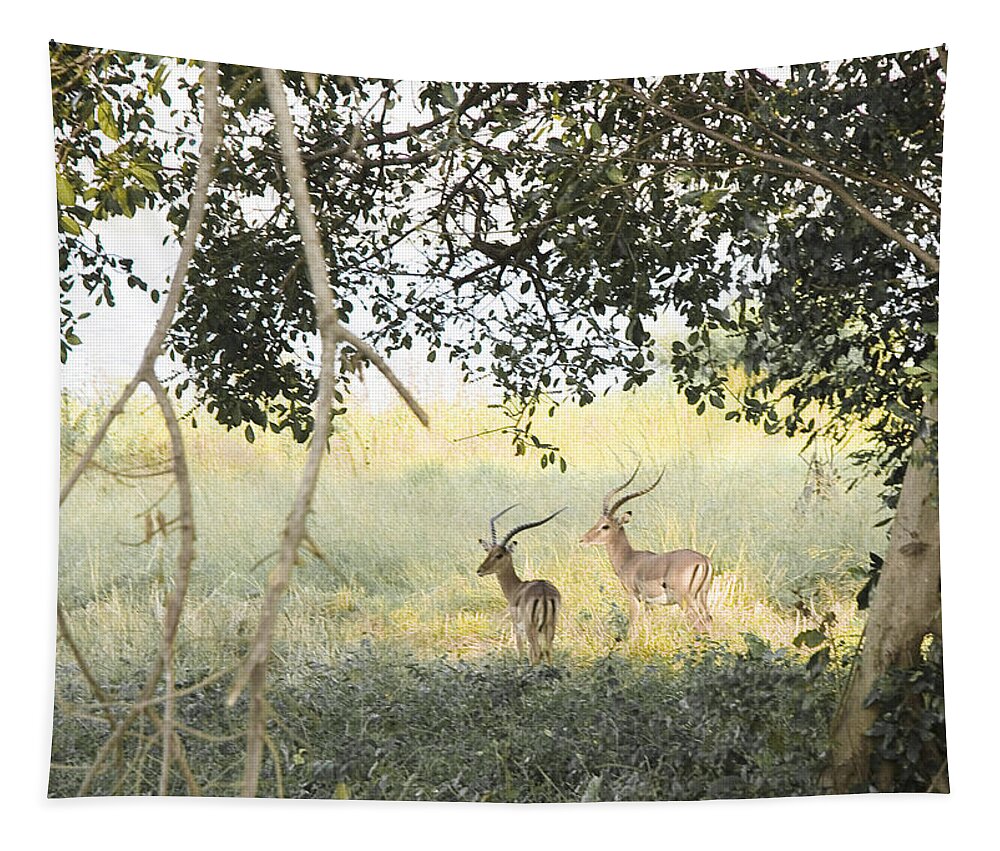 Wildlife Tapestry featuring the photograph Impala by Patrick Kain