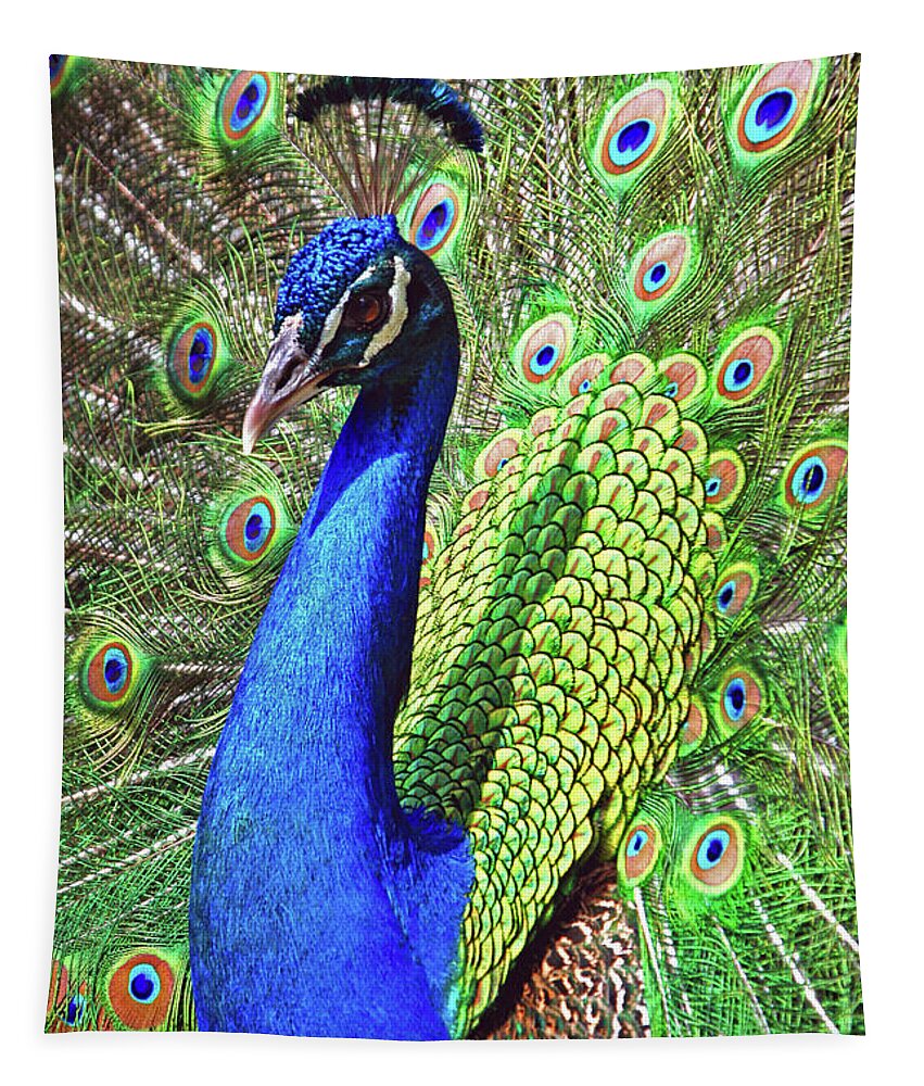 Peacock Tapestry featuring the photograph In Living Color by Hermes Fine Art