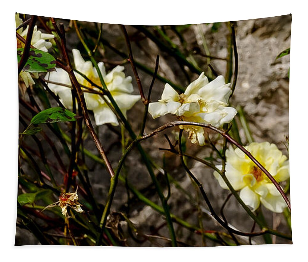 Roses Tapestry featuring the photograph In opposite corners. by Elena Perelman