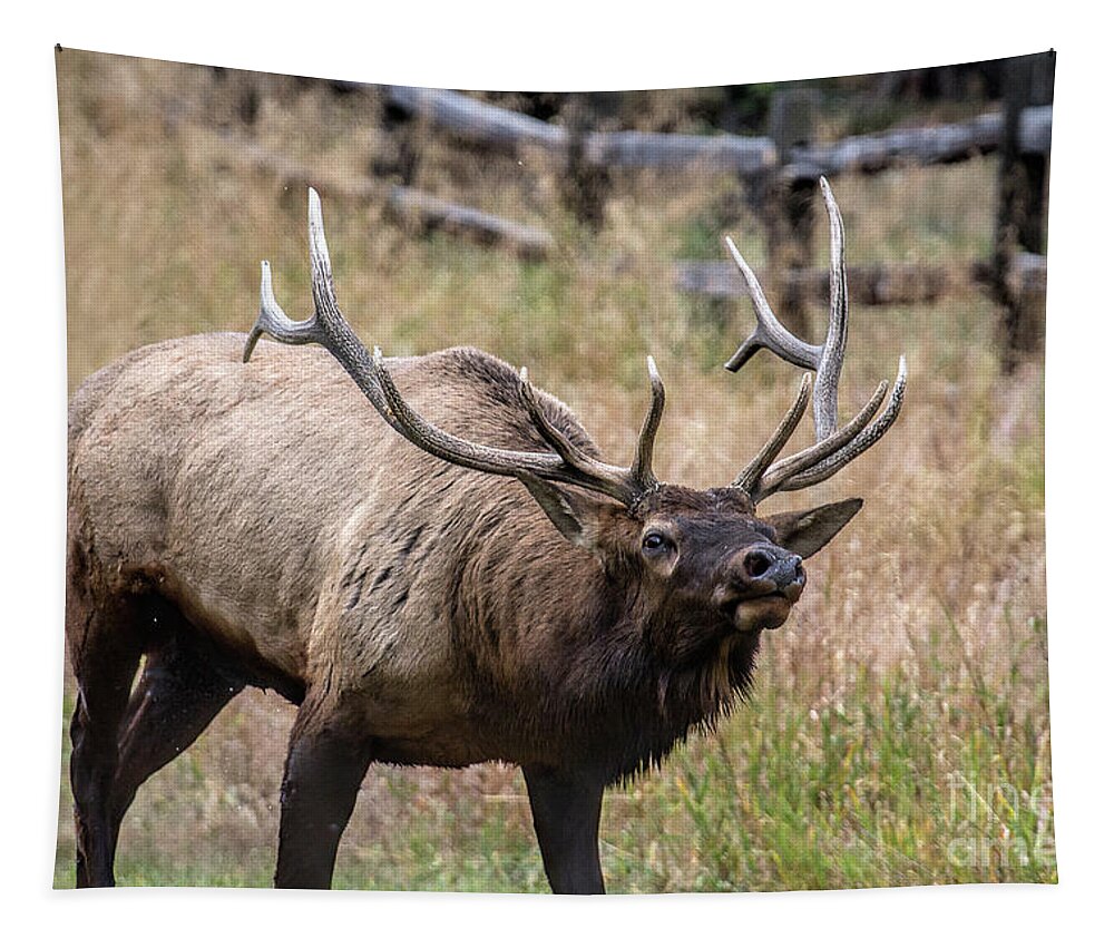 Bull Elk Tapestry featuring the photograph In this Corner by Jim Garrison