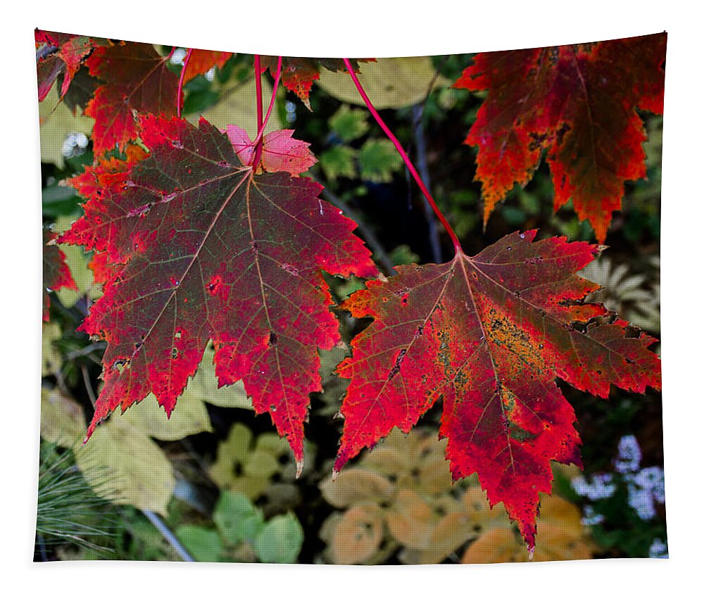 Maple Tapestry featuring the photograph In Transition by Tim Kirchoff