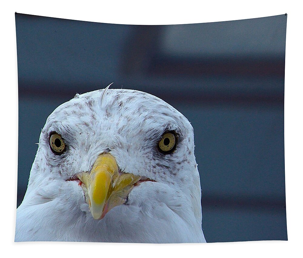 Sea Gull Tapestry featuring the photograph In Your Face Gull by Richard Ortolano