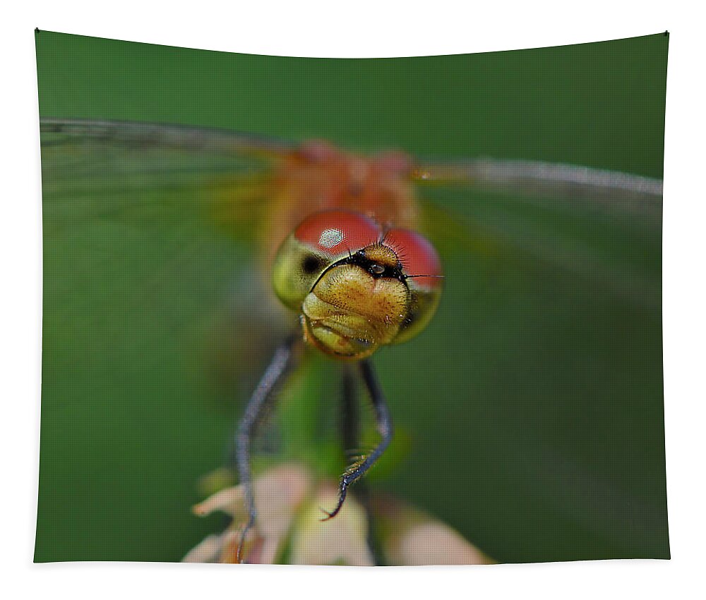 White-faced Meadowhawk Tapestry featuring the photograph In Your Face by Tony Beck