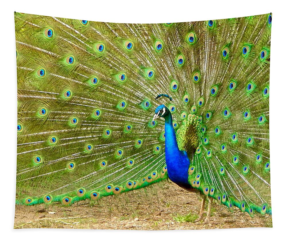 Photo Tapestry featuring the photograph Indian Peacock by Dan Miller