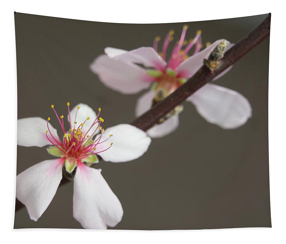 Blossom Tapestry featuring the photograph Intimacy by Elena Perelman