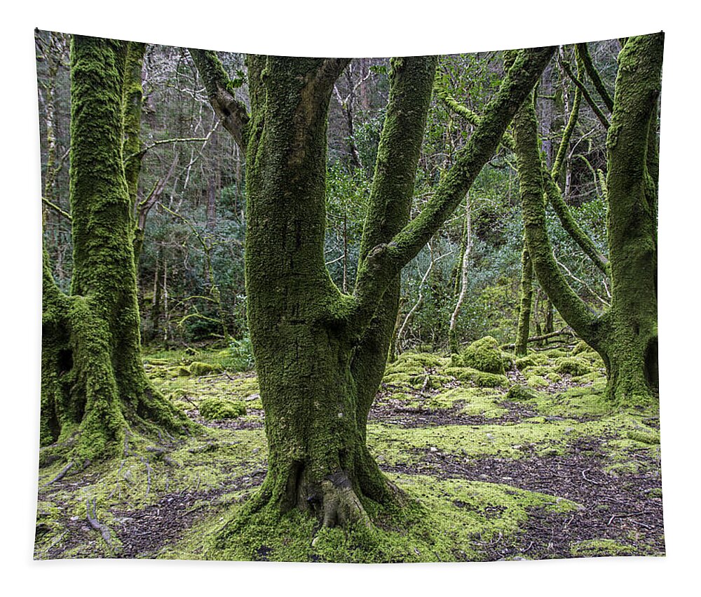 Original Tapestry featuring the photograph Into the Irish woods by WAZgriffin Digital