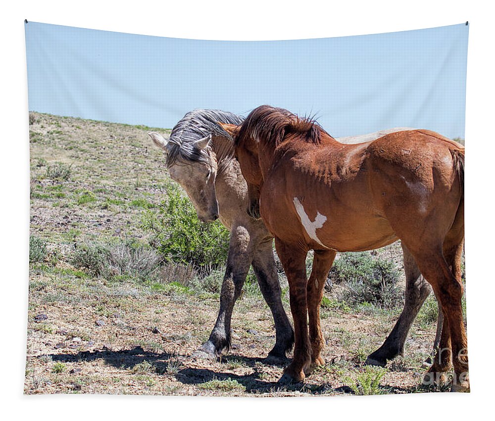 Wild Stallions Tapestry featuring the photograph Introductions by Jim Garrison