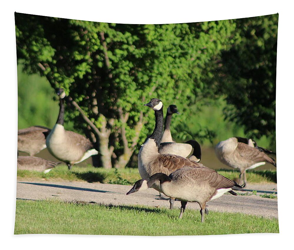 Canadian Geese Tapestry featuring the photograph Invasion from Canada Canadian Geese by Colleen Cornelius