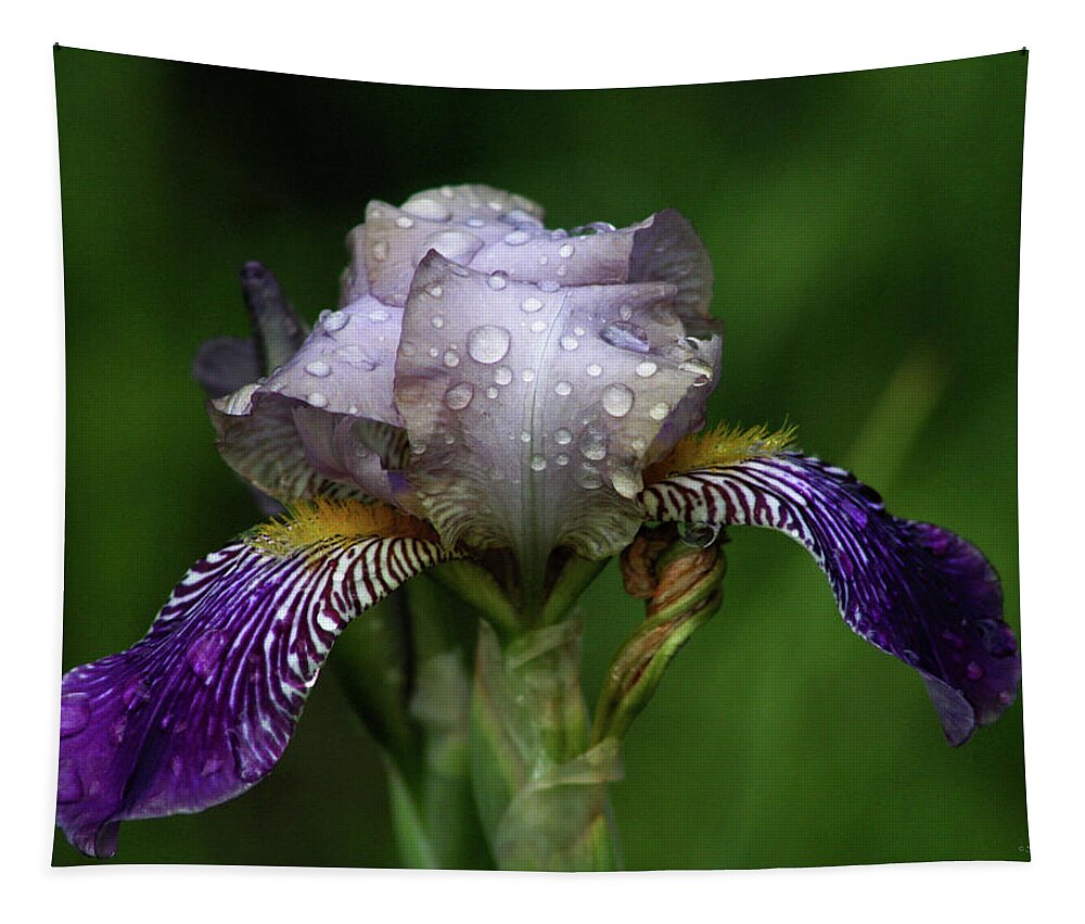 Iris Tapestry featuring the photograph Iris After The Rain 1409 H_2 by Steven Ward