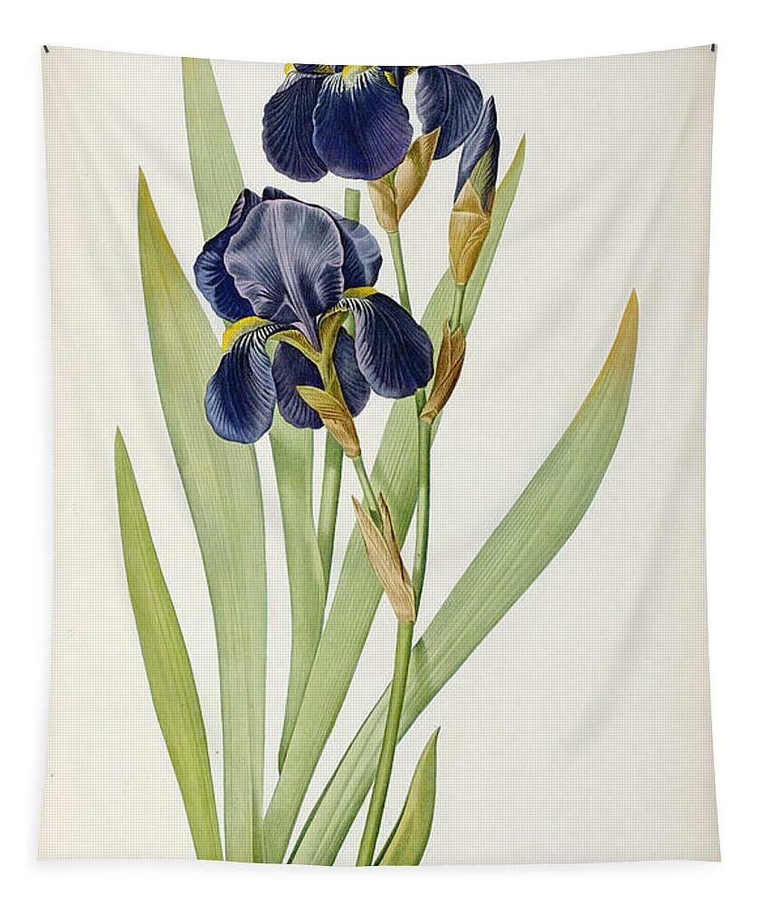 #faatoppicks Tapestry featuring the painting Iris Germanica by Pierre Joseph Redoute