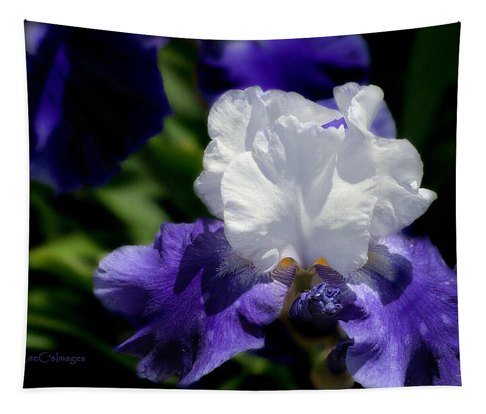 Iris Tapestry featuring the photograph Iris in White and Purple by Kae Cheatham
