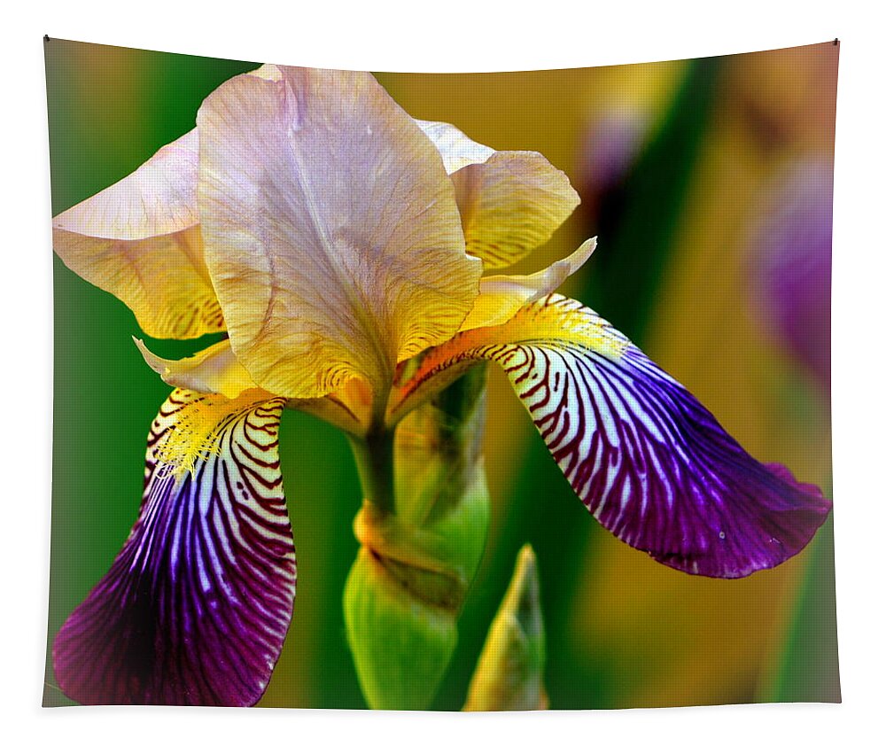 Iris Stepping Out Tapestry featuring the photograph Iris Stepping Out by Kimberly Woyak
