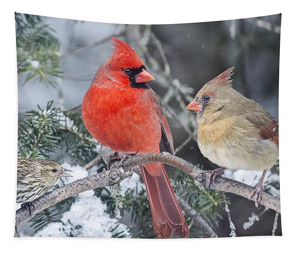 3 Birds Tapestry featuring the photograph Is She Talking to Us? by Peg Runyan