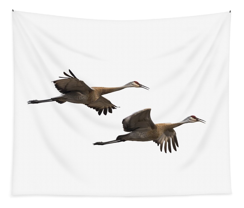 Sandhill Cranes Tapestry featuring the photograph Isolated Sandhill Cranes 2016-1 by Thomas Young