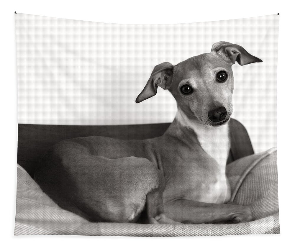 Black And White Tapestry featuring the photograph Italian Greyhound Portrait 2 in Black and White by Angela Rath