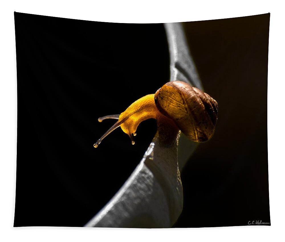 Insect Tapestry featuring the photograph It's Dark Down There by Christopher Holmes