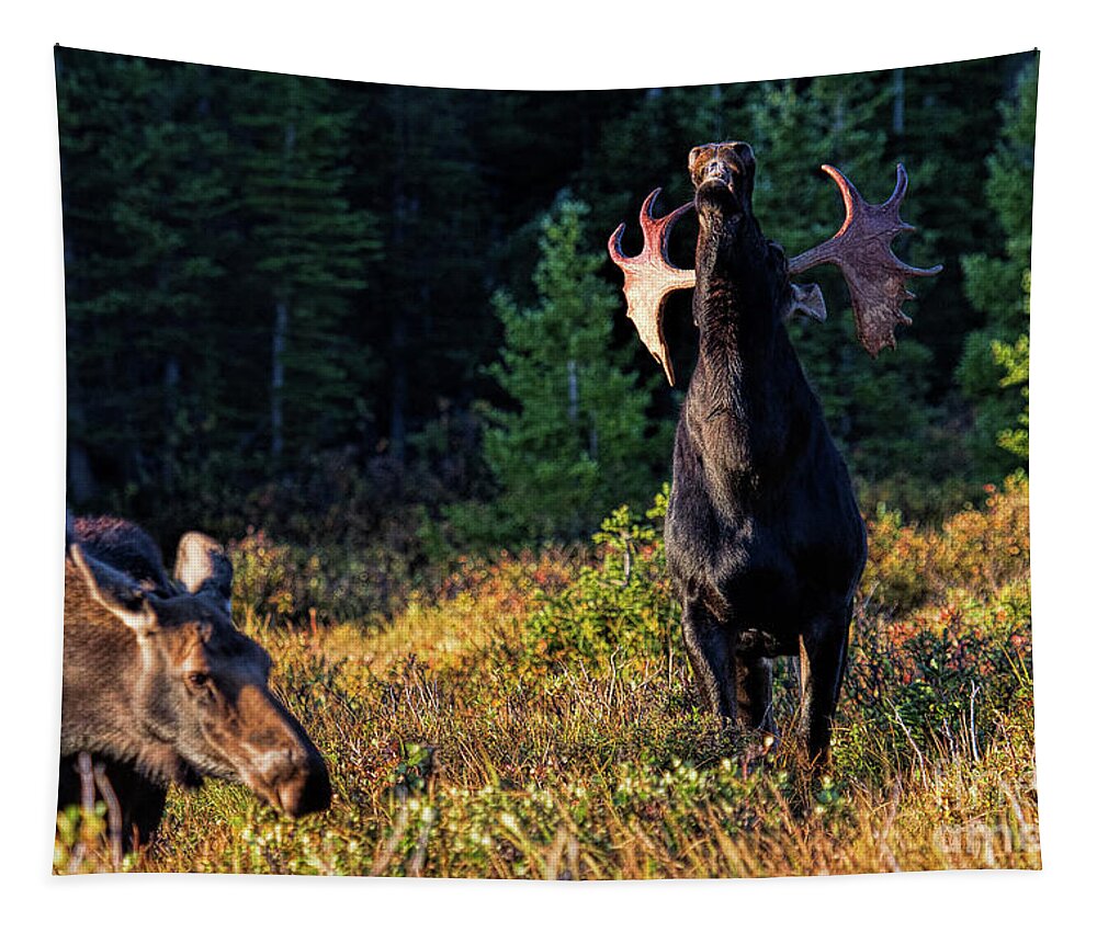 Moose Tapestry featuring the photograph It's so Good to be King by Jim Garrison