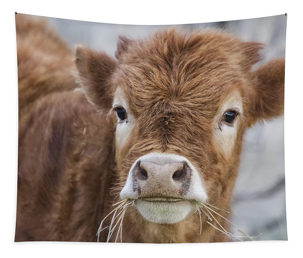 Calf Tapestry featuring the photograph It's Hard to Smile When Your Mouth Is Full by Belinda Greb