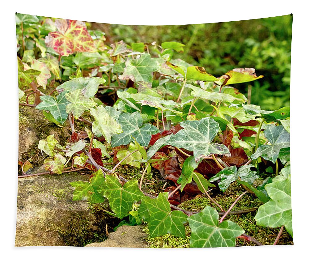 Ivy Tapestry featuring the photograph Ivy on Stones by Elena Perelman