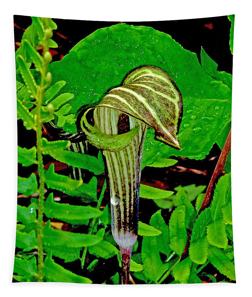 Plant Tapestry featuring the photograph Jack-in-the-Pulpit by Allen Nice-Webb