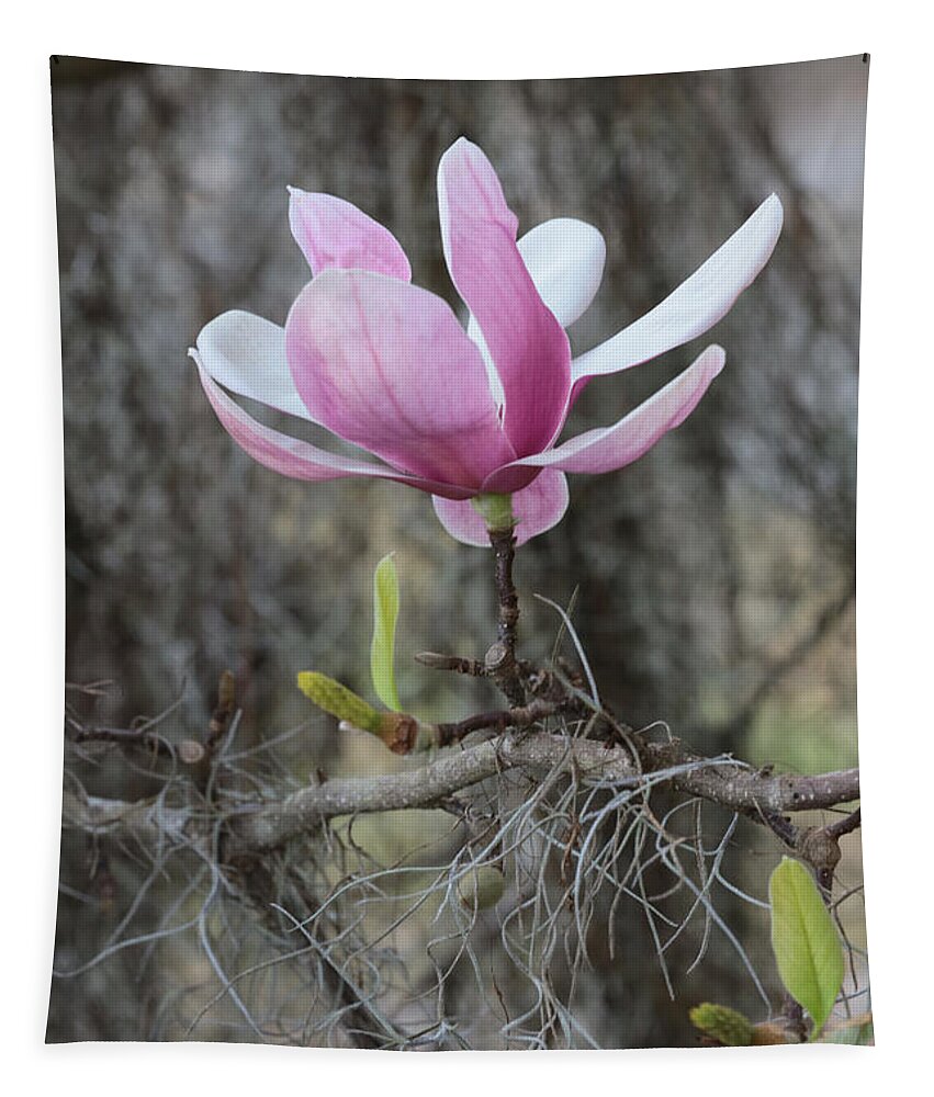 Japanese Magnolia Tapestry featuring the photograph Japanese Magnolia with Spanish Moss by Carol Groenen