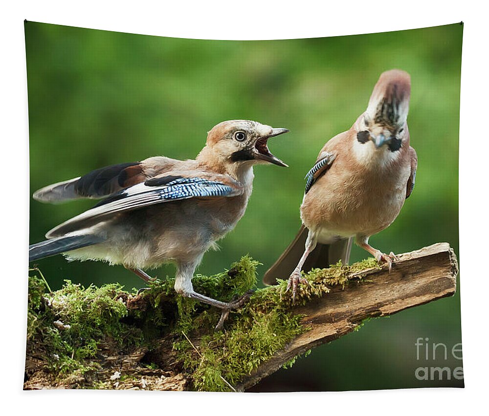 Bird Tapestry featuring the photograph Jay bird demanding food form parent by Simon Bratt
