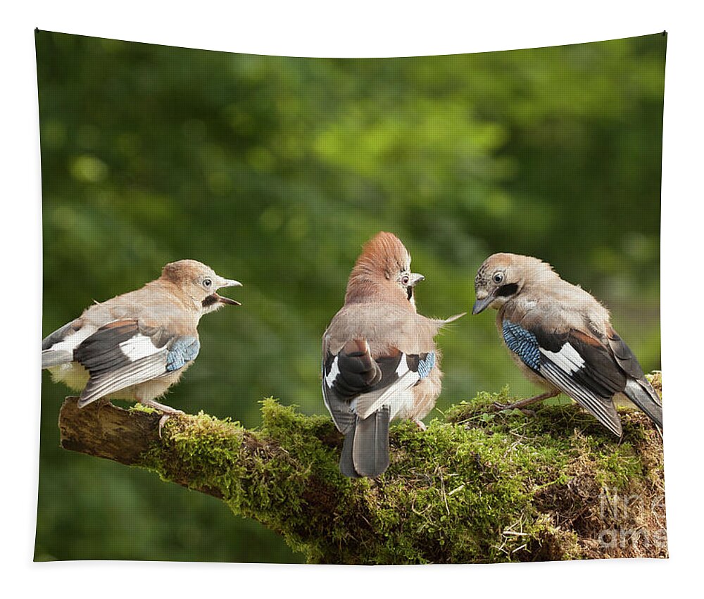 Bird Tapestry featuring the photograph Jay bird family of three feeding by Simon Bratt