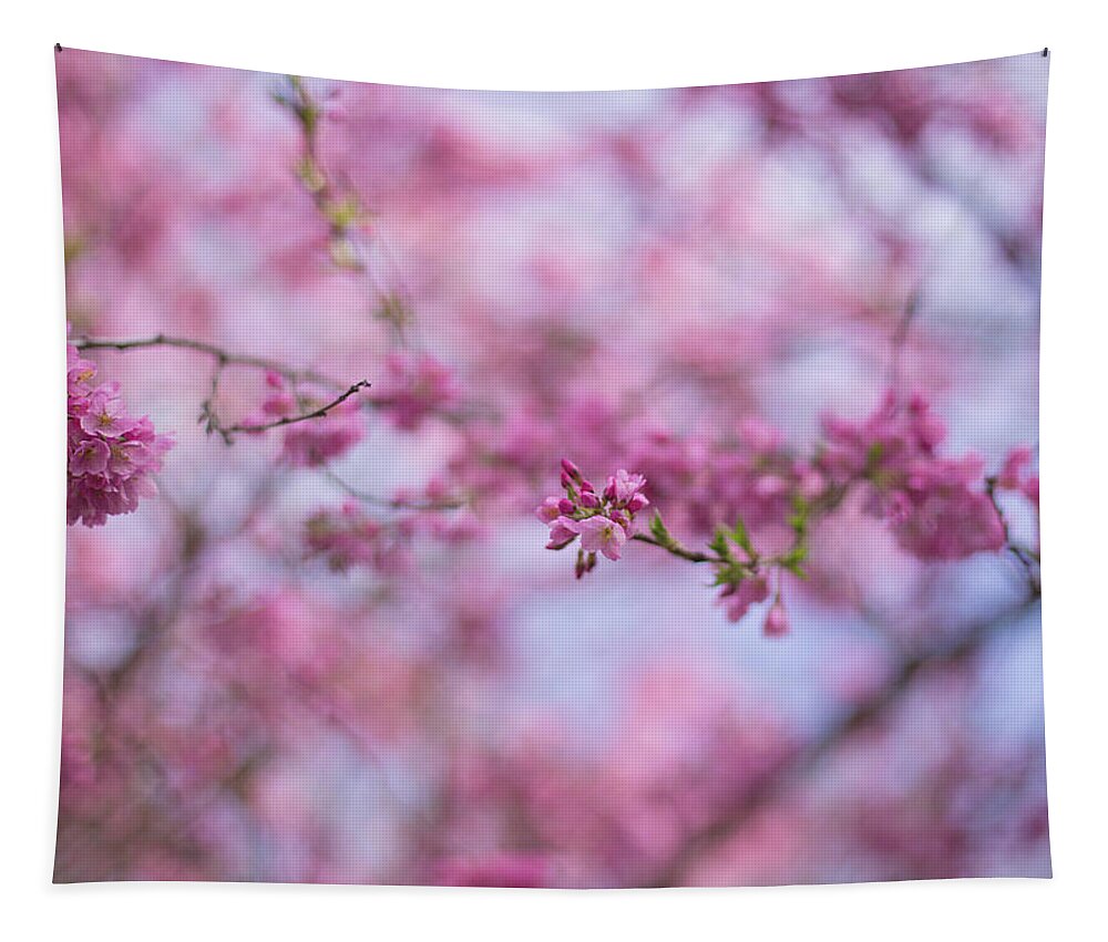 Cherry Blossoms Tapestry featuring the photograph Joy of spring by Kunal Mehra