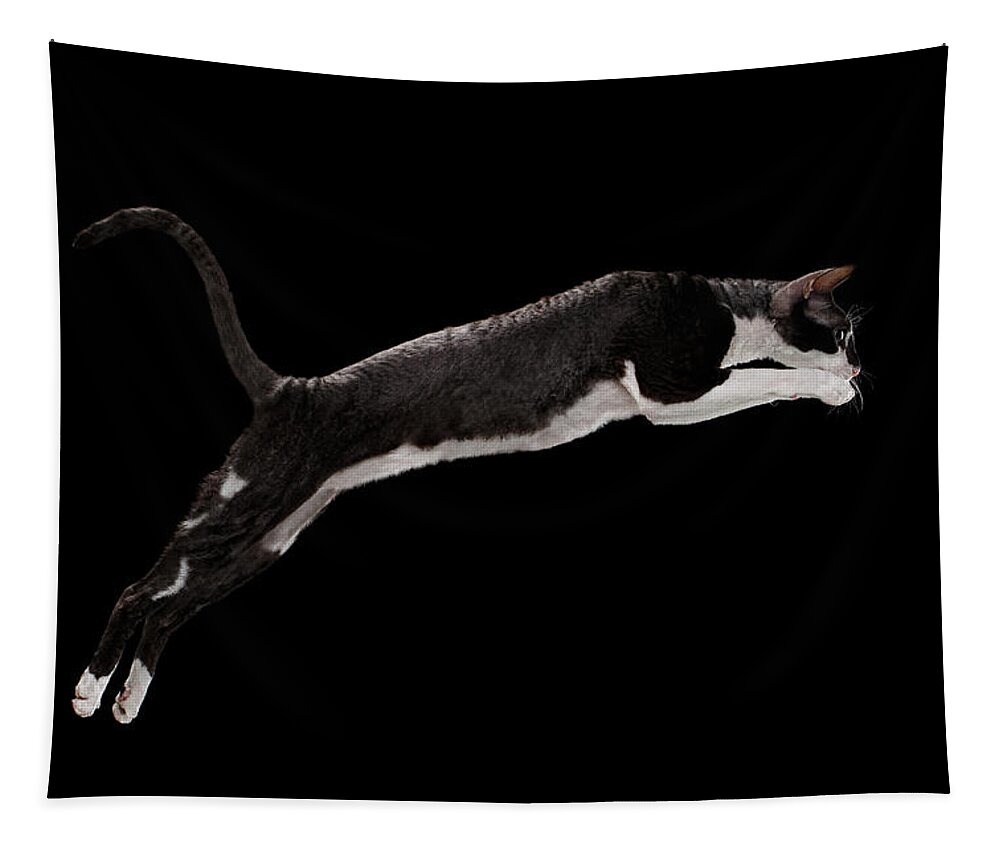 Cat Tapestry featuring the photograph Jumping Cornish Rex Cat Isolated on Black by Sergey Taran
