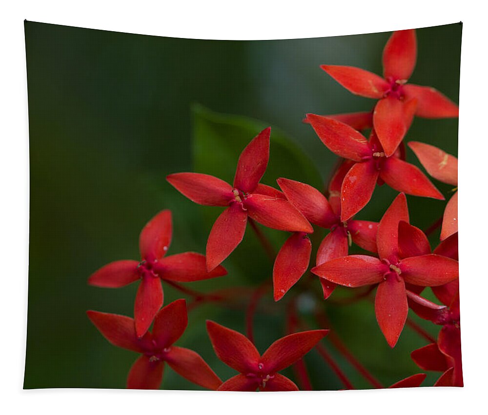 Ixora Coccinea Tapestry featuring the photograph Jungle Geranium by Marlo Horne
