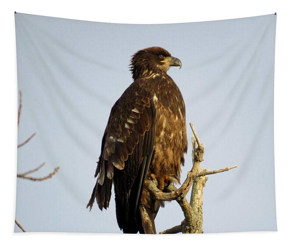 Cape Vincent Tapestry featuring the photograph Juvenile bald eagle 1 by Dennis McCarthy