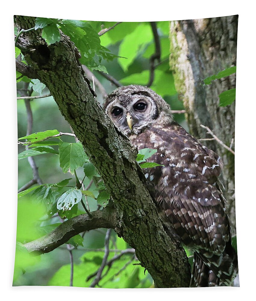 Avian Tapestry featuring the photograph Juvenile Barred Owl by Gina Fitzhugh