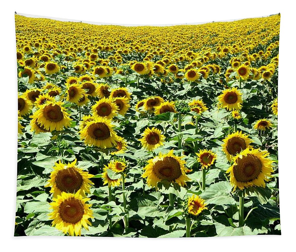 Sunflowers Tapestry featuring the photograph Kansas Sunflower Field by Keith Stokes