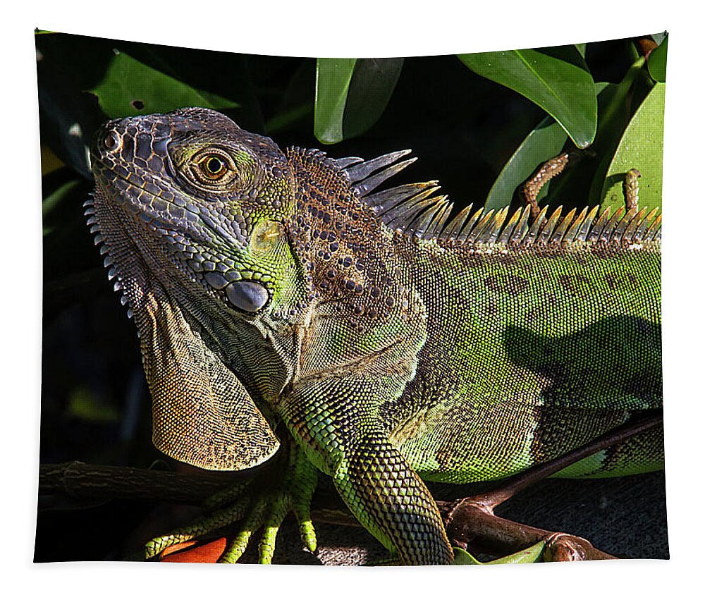 Iguana Tapestry featuring the photograph Key West Green Iguana by Bob Slitzan