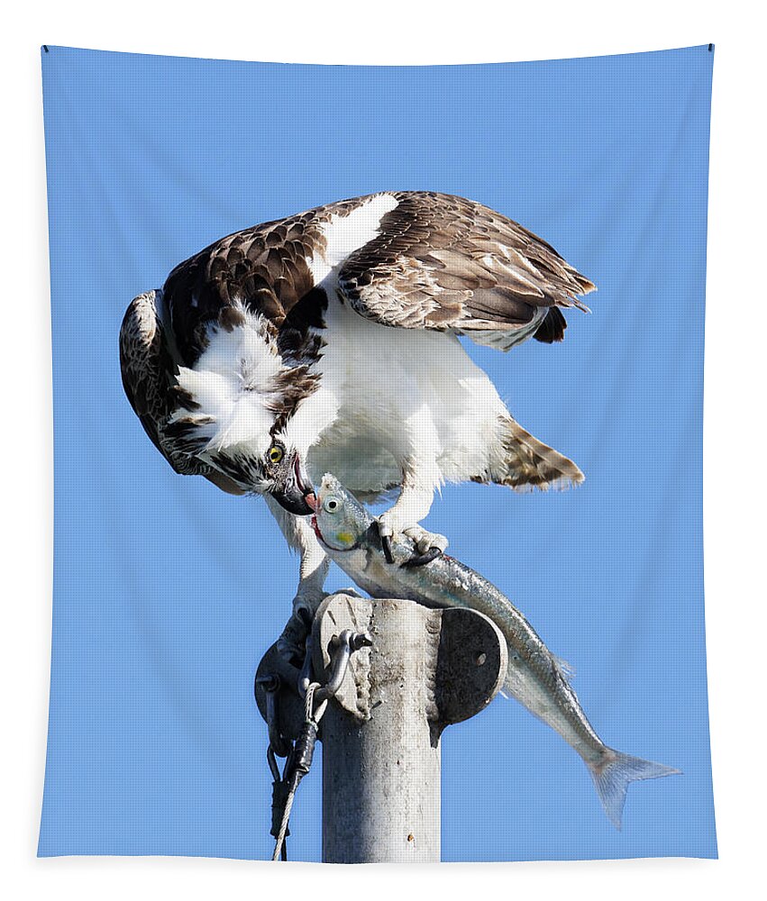 Animals Tapestry featuring the photograph Kiss of Death -- Osprey Eating a Jacksmelt in Morro Bay, California by Darin Volpe