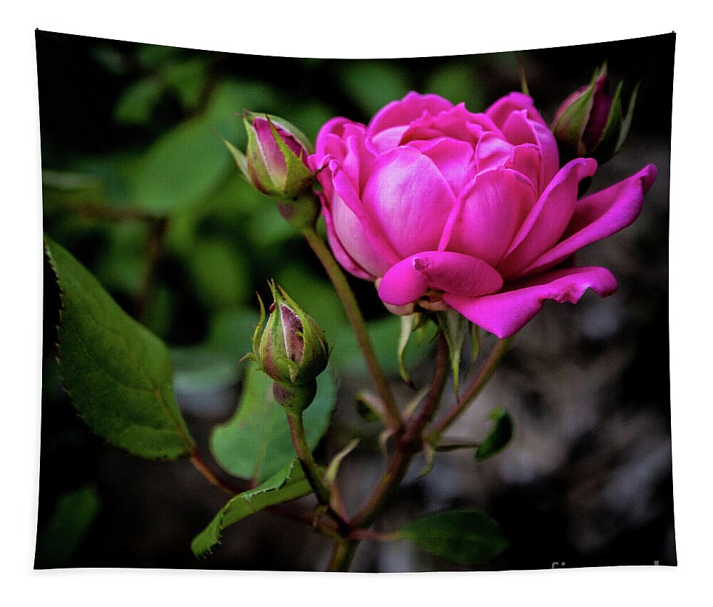 Rose Tapestry featuring the photograph Knockout Rose by Cheryl McClure