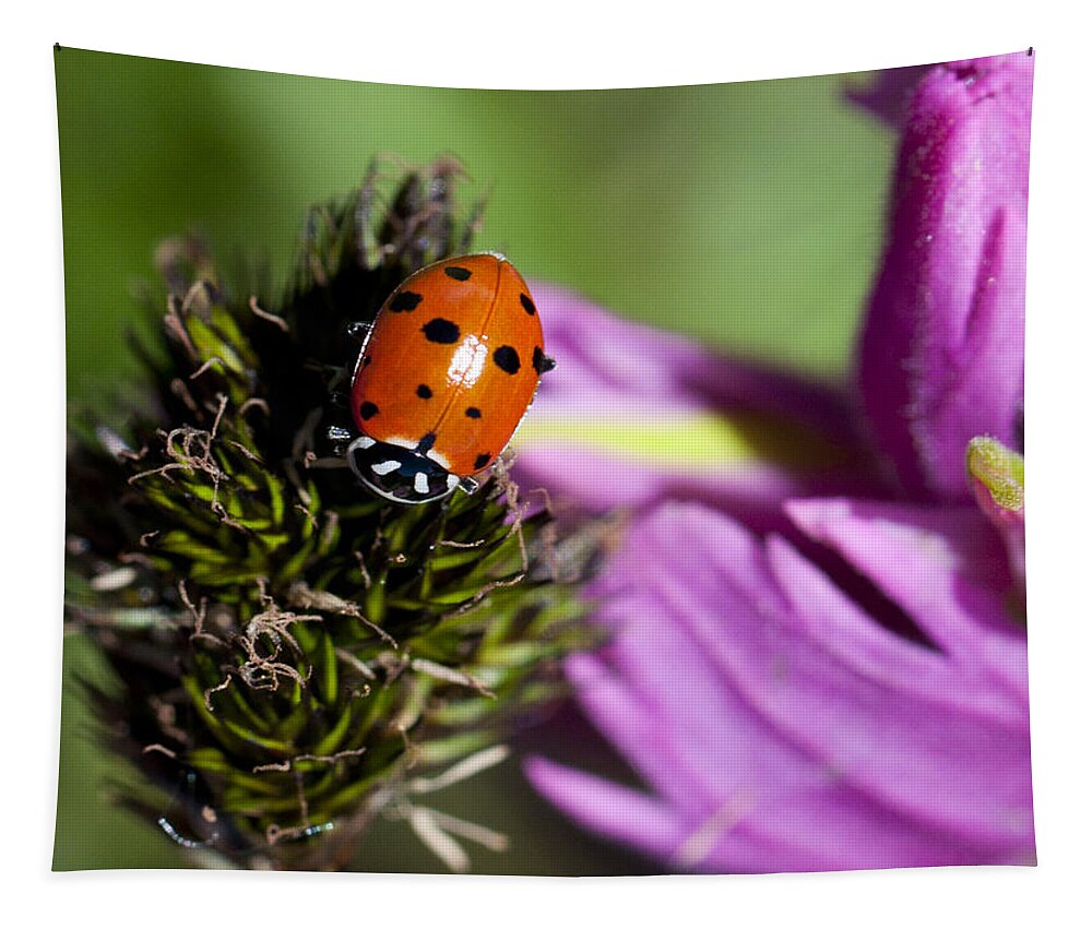 Ladybug Tapestry featuring the photograph Ladybug Delight by Julia McHugh