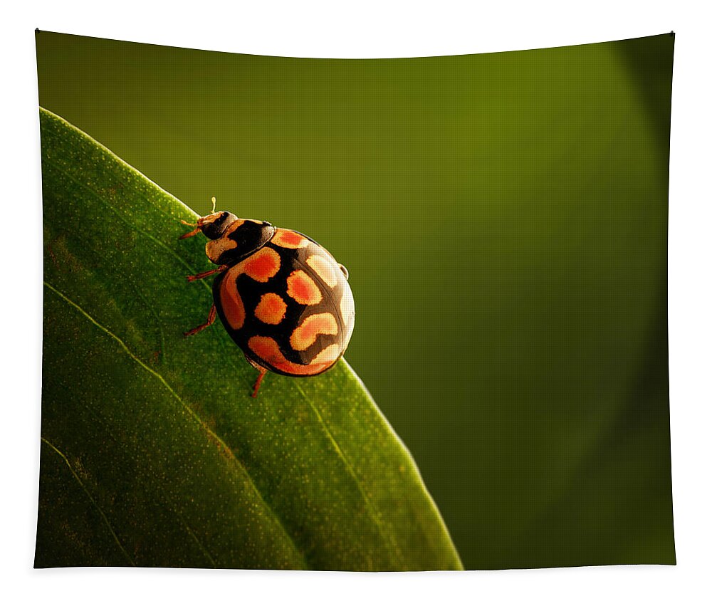 Ladybug Tapestry featuring the photograph Ladybug on green leaf by Johan Swanepoel