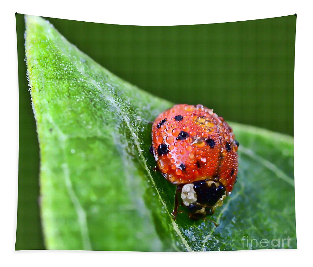 Ladybug Tapestry featuring the photograph Ladybug with Dew Drops by Kerri Farley