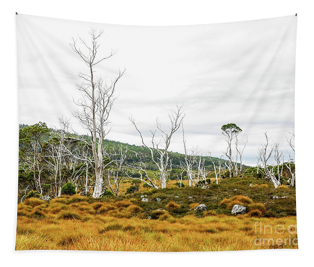 Australian Trees Tapestry featuring the photograph Lake Lilla Track 2 by Lexa Harpell