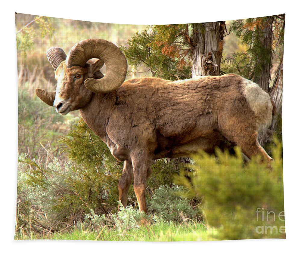 Bighorn Tapestry featuring the photograph Lamar Valley Bighorn Ram by Adam Jewell