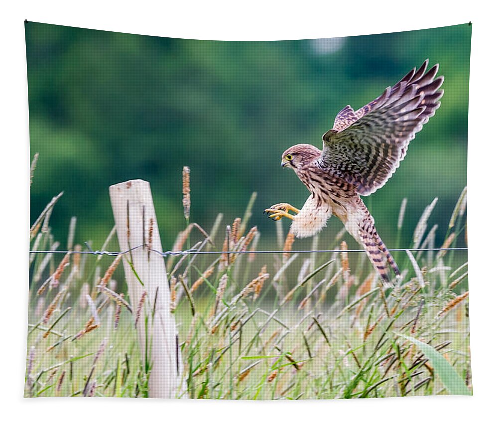 Kestrel's Landing Tapestry featuring the photograph Landing by Torbjorn Swenelius