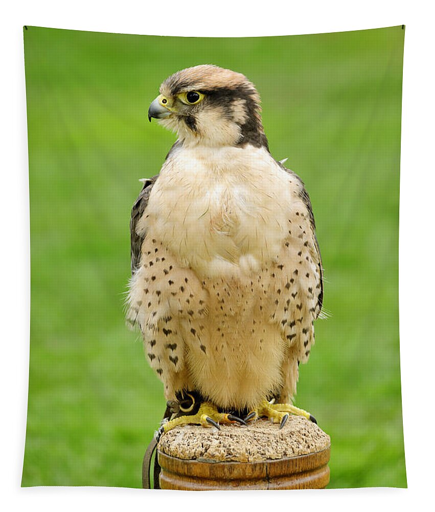 Britain Tapestry featuring the photograph Lanna Falcon - Falco biarmicus by Rod Johnson