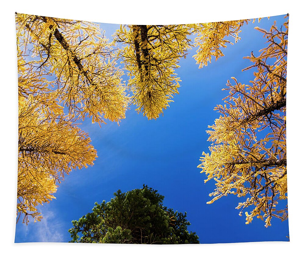 Evergreen Tapestry featuring the photograph Larches and a Green Tree by Pelo Blanco Photo