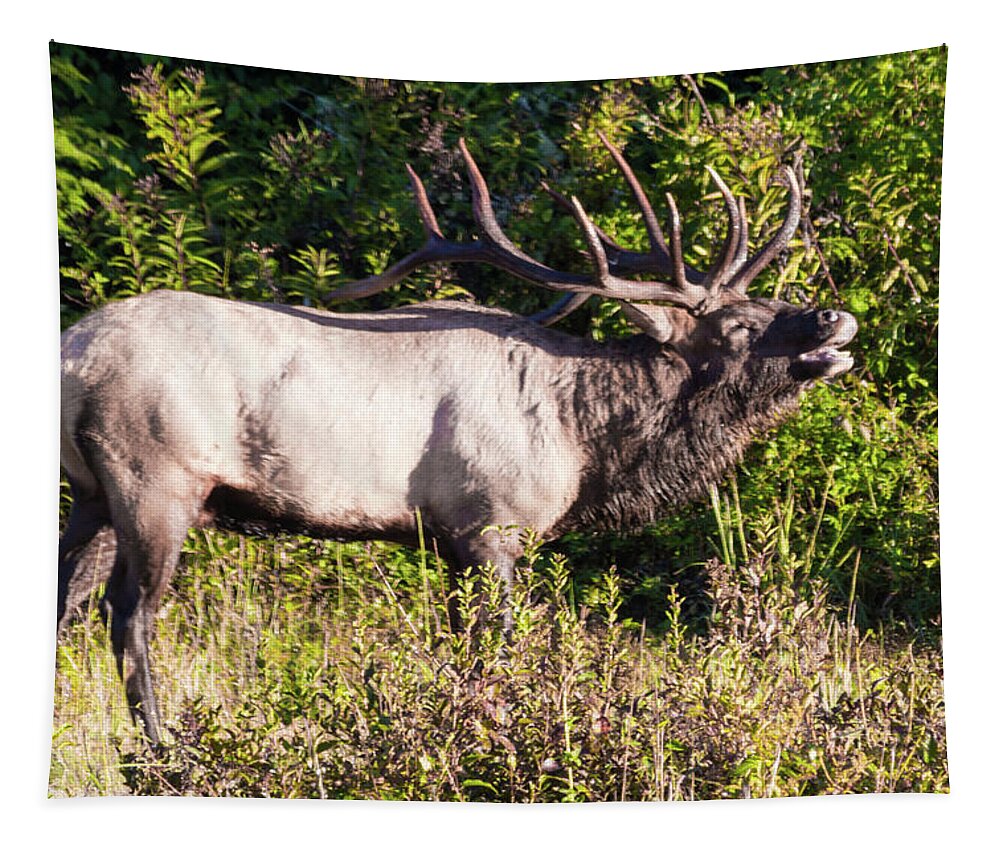 Bull Tapestry featuring the photograph Large Bull Elk Bugling by D K Wall