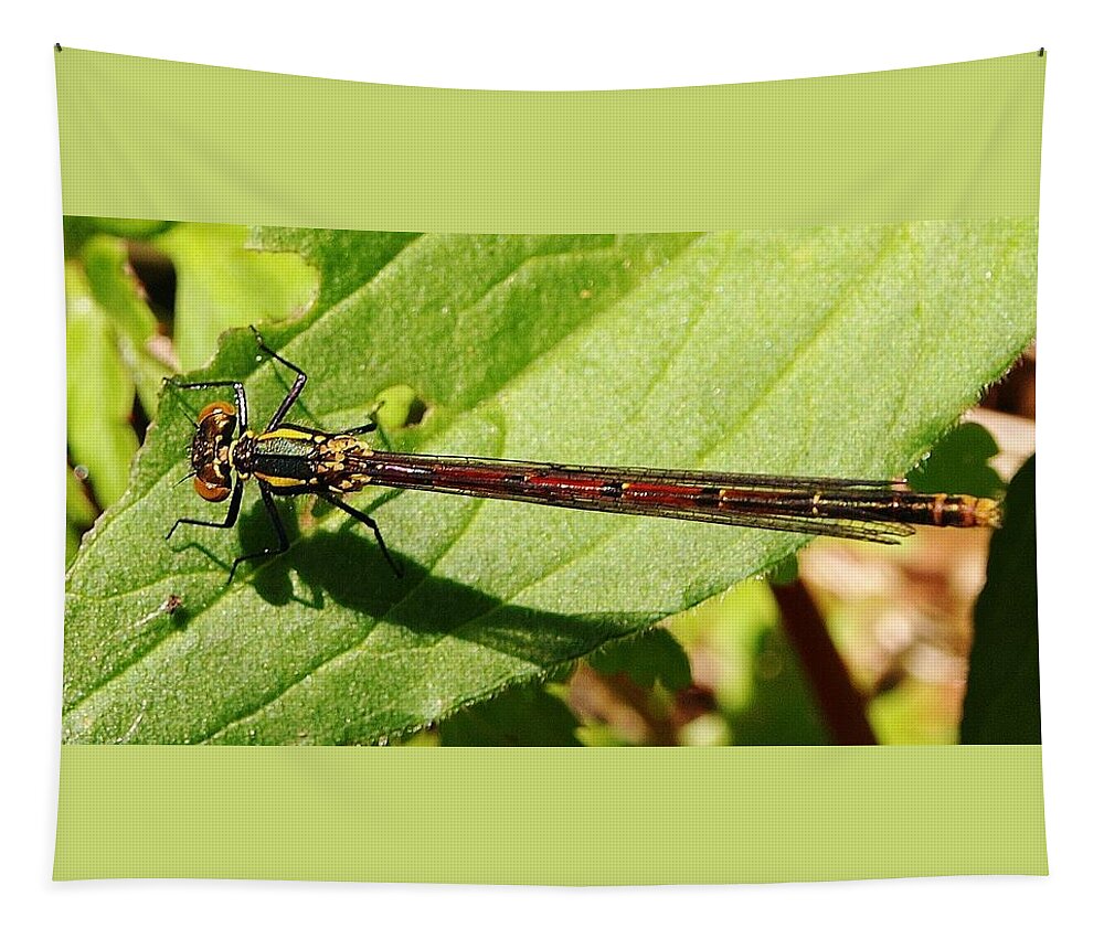 Large Red Damselfly Tapestry featuring the photograph Large Red Damselfly by Richard Brookes