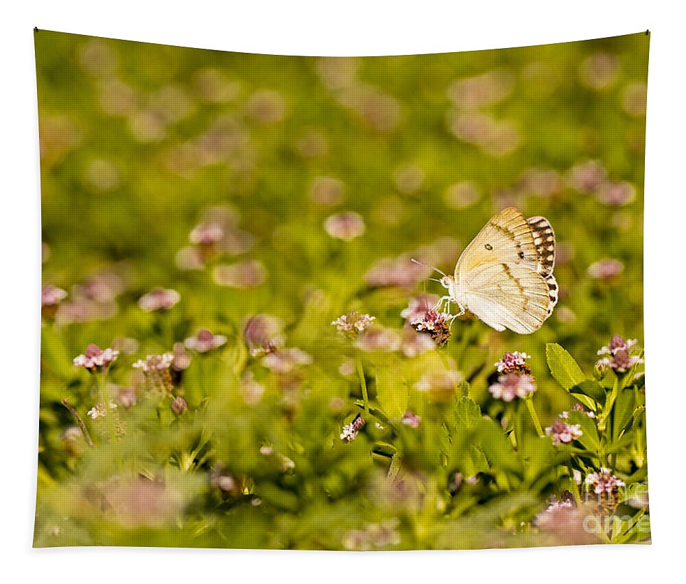 Butterfly Tapestry featuring the photograph Large Salmon Arab butterfly by Alon Meir